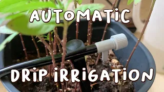 Setting Up An Automatic Drip Irrigation Kit For My Plants 💦