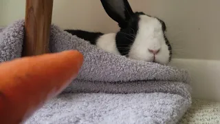 Waking a sleeping rabbit with a suspicious carrot