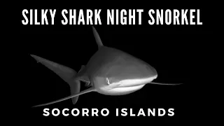 Silky Shark Night Snorkel - Socorro