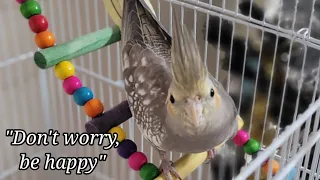 Cockatiel  singing Don't worry be happy