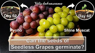 Can the seeds of seedless Grapes germinate?｜Grow Hybrid Grape｜How to grow #61 Seedless Grape｜Eng Sub