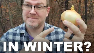 Growing Onions Over the Winter