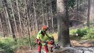 Stihl MS 500i a nový typ klínu Bobr. Těžba dřeva 🌲