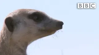 The snake-bitten meerkat's miraculous recovery | Planet Earth Live - BBC