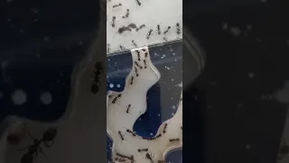 Шок !!! 🤔Муравьиный детский сад !!! Муравьи!Жнецы!!! 🐜🤫Shock!!! Ant Kindergarten!!! Ants! Reapers!!!