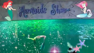 Mermaid Show and Pinguin Kingdom at Ocean Dream Samudra Taman Impian Jaya Ancol