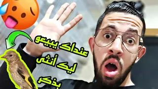 عنداك يقولبوك و يبعو ليك أنثى حسون مكان الذكر🤦‍♂️احذر⚠️أجي تعرف الفرق ما بين ذكر و أنثى فراخ الحسون🙀