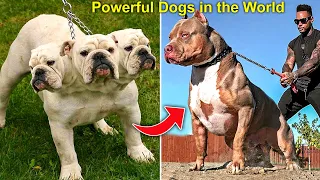 8 Most Powerful Dogs in the World