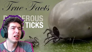 True Facts: Dangerous Little Ticks - Zefrank1 | Reaction