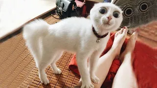 Я РЖАЛ ПОЛЧАСА🐈ПРИКОЛЫ С КОТАМИ И ДРУГИМИ ЖИВОТНЫМИ🐕СМЕШНЫЕ КОШКИ И СОБАКИ 2022 #104