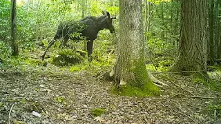 Westhampton trail cam: Bull moose and bobcat