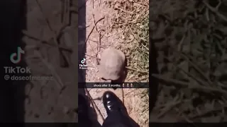Turtle makes love with shoe
