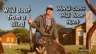Argentina Big Hunting Wild Boar from a Blind