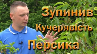 Вилікував кучерявість персика. Препарати і способи боротьби з кучерявістю, а також результат.