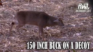 BIG BUCK COMES TO DECOY!