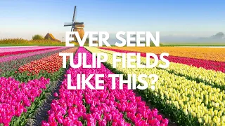 Tulip Fields & Kings Day in Holland