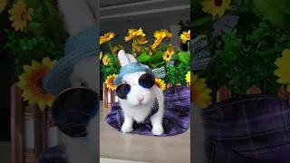 一只非常嗨皮的兔兔 #pets  #bunny  #兔子  #宠物  #ペット#cuteanimals   #calming  #shorts  #rabbit