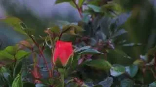 Andre' Rieu  -  The Rose (Spring)