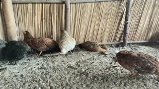 MY CHICKENS ARE DIEING - What to do with this Rainy season...