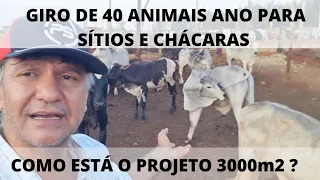 QUANTO DE COMIDA PRECISO PARA TRATAR DO GADO ?