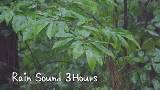 The sound of rain falling on sleepy leaves 3 hours ｜Dark screen after 5 minutes