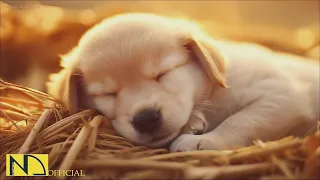 20 HOURS of Dog Calming Music For Dogs🎵🐶Separation Anxiety Relief Music🎵💖dog relaxation🎵 NadanMusic