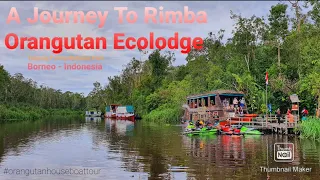 A Journey To Rimba Orangutan Ecolodge - Tanjung Puting National Park@orangutanhouseboattour6258