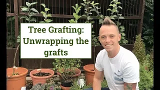 Tree Grafting: Unwrapping the grafts