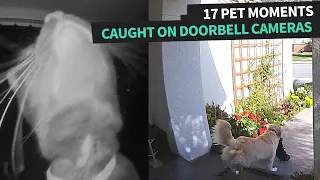 Hilarious Pets Caught Doing Funny Things On Doorbell Cams