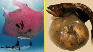 7 animais ÚNICOS que vivem nos oceanos