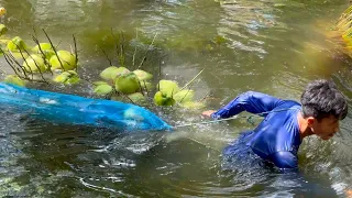 Coconut Harvesting! Amazing Coconut Cutting Skills - Thai Street Food