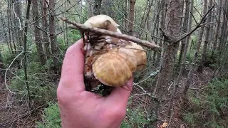 Лес Грибы  Рядовка перевязанная    Forest Mushrooms  Tricholoma Focale  2022 09 28