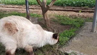 TRAILER - HISTORIA DE UNA GAVIOTA Y DEL GATO QUE LE ENSEÑÓ A VOLAR