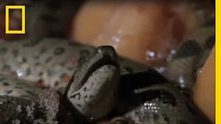 Baby Anaconda Survival | National Geographic