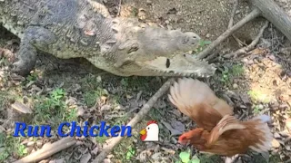 Run chicken 🐔 big creepy crocodile 🐊 is coming at you