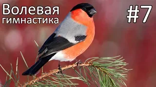 #7. Волевая гимнастика — возвращение молодости и здоровья. Тренировка мышц и мозга.