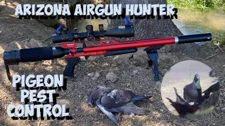 AirForce Condor .25 Cal - Dairy Farm Pigeon Pest Control 10