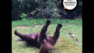 Rescued bear enjoying new life at the Libearty Bear Sanctuary