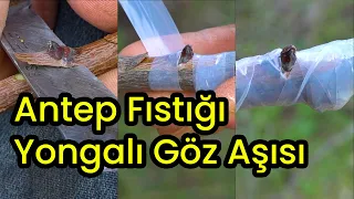 Menengiç Ağacına Antep Fıstığı Aşısı