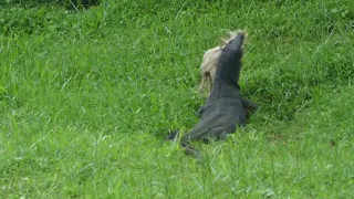 新加坡野生動物 City In Nature _ Saturday _ 04 May 2024 _ Singapore 8.05am