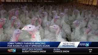 Iowa poultry farmers bracing for spread of avian flu