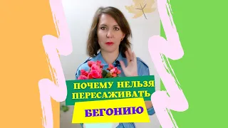 Почему нельзя пересаживать  бегонию