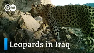 Iraq: Saving the Persian leopard | Global Ideas