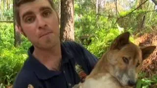 New Guinea Singing Dog