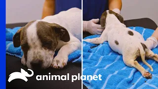 Adorable Pup Fights to Overcome Spinal Injury! | Pit Bulls & Parolees