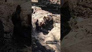 Playful #otter #wildlife #australia aust