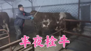 Eve 2 big cows opened 1 blind & bleeding. Jiangnan happy at his weight!