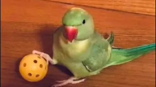 Cute talking parrot loves playing “so adorable”