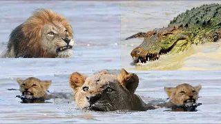 Brave Lion Tries Saving Lioness and Cubs From Hunting Crocodiles