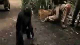crazy monkey with an AK-47 [HD]